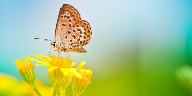 Det mest verneverdige du har