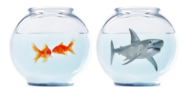 Flere rovfiskere i fortvilelsens hav